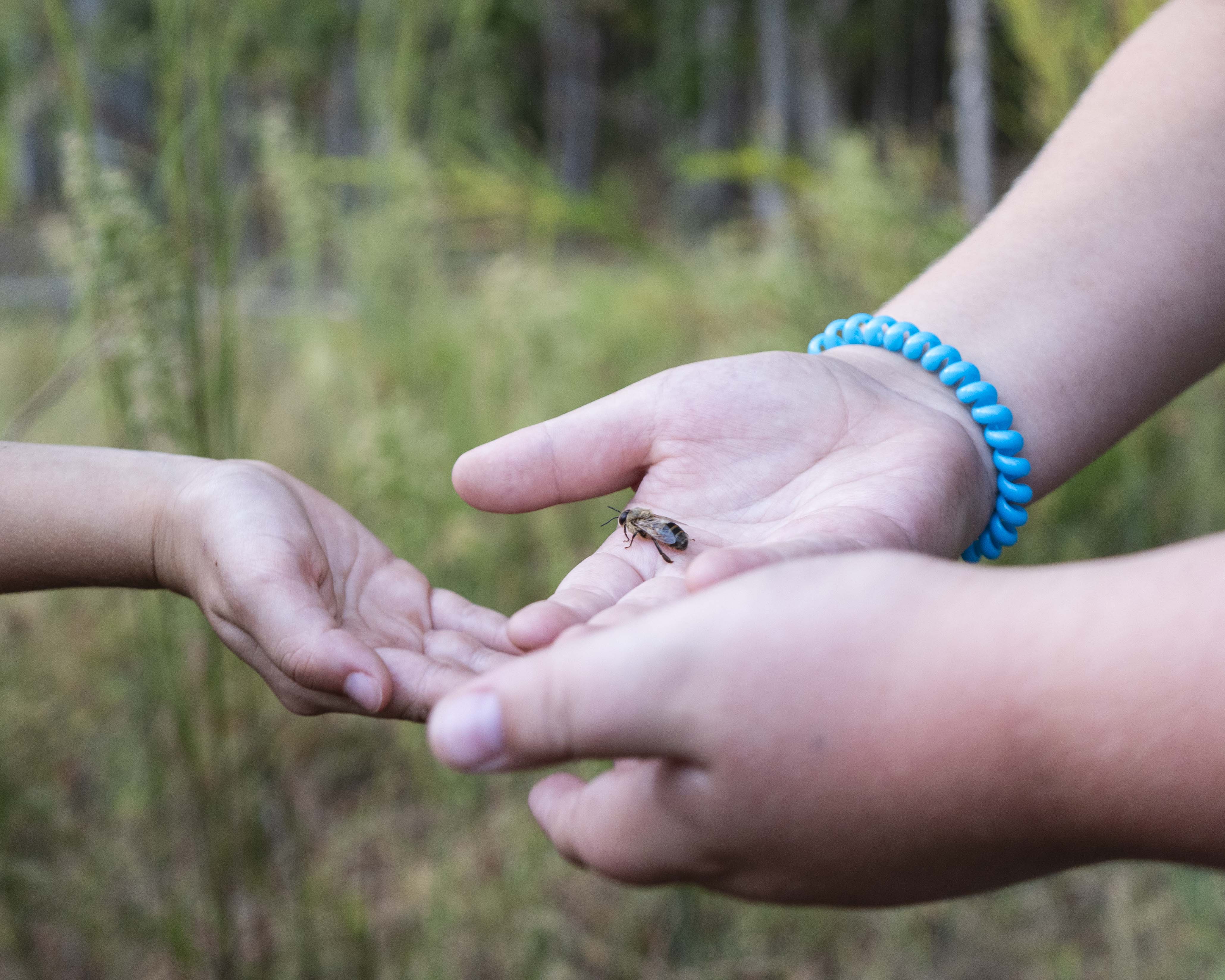 Experience The Sweetness of Our Bees-image